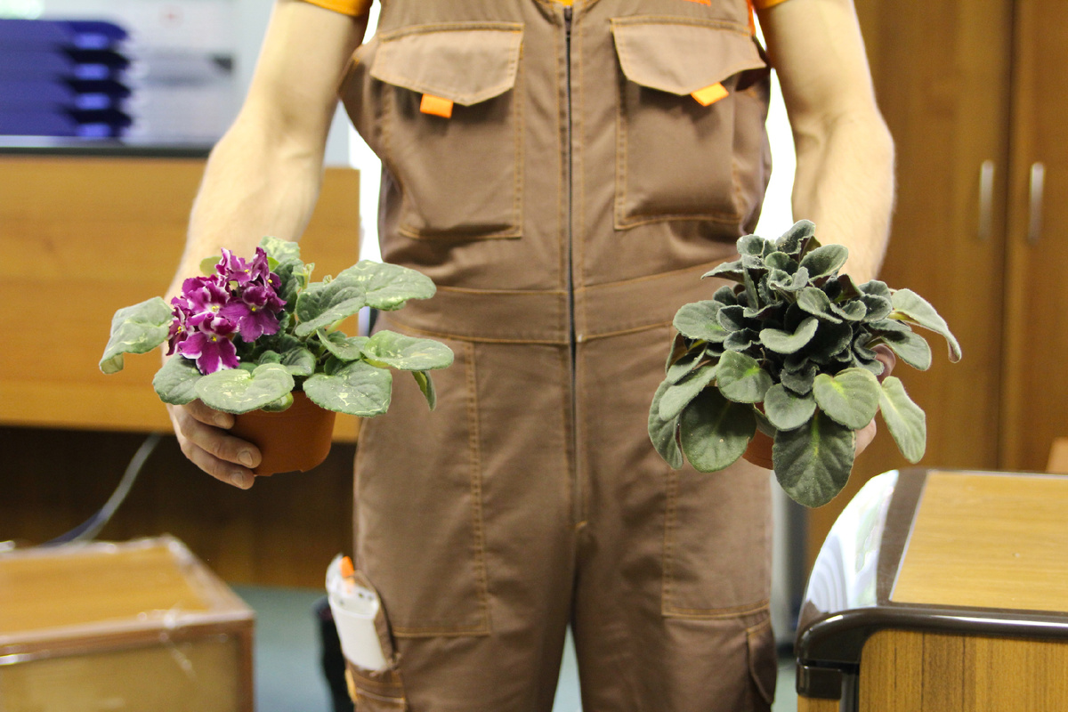 Перевозка цветов в компании "Деликатный переезд"