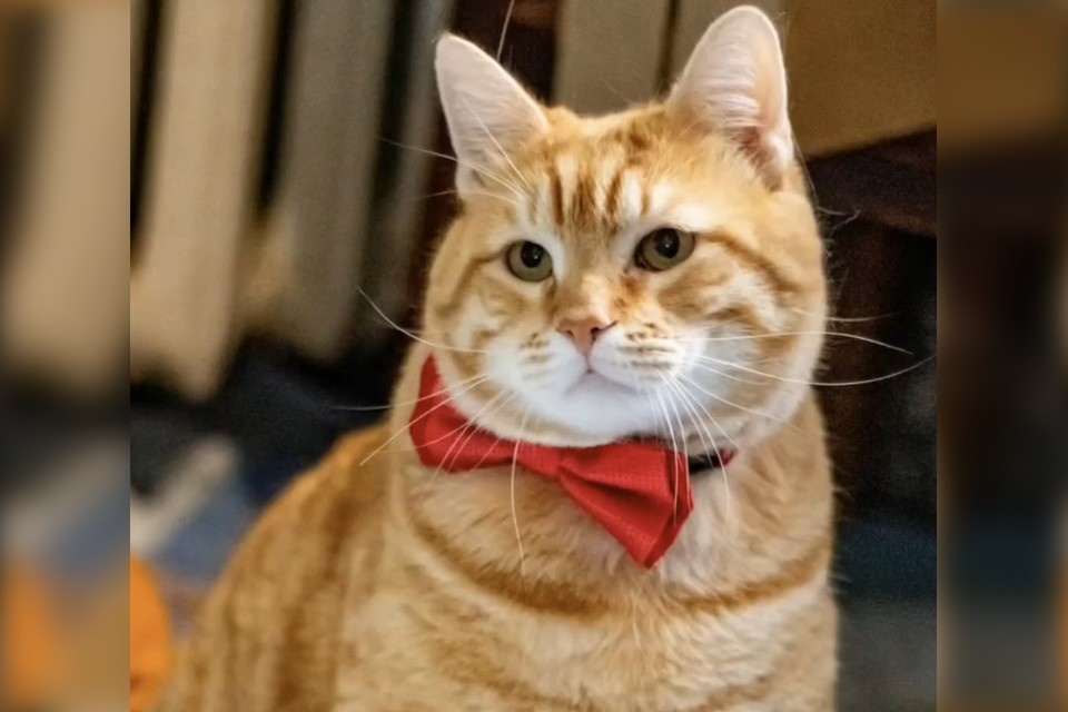    Коту Суворову помогли добрые люди. Фото: «Инициативная группа по защите животных»