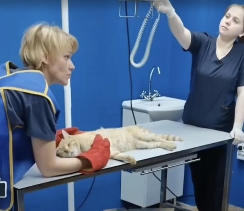    Кот, котрого назвали Суворовым, мог погибнуть... К счастью, его спасли. Фото: «Инициативная группа по защите животных»