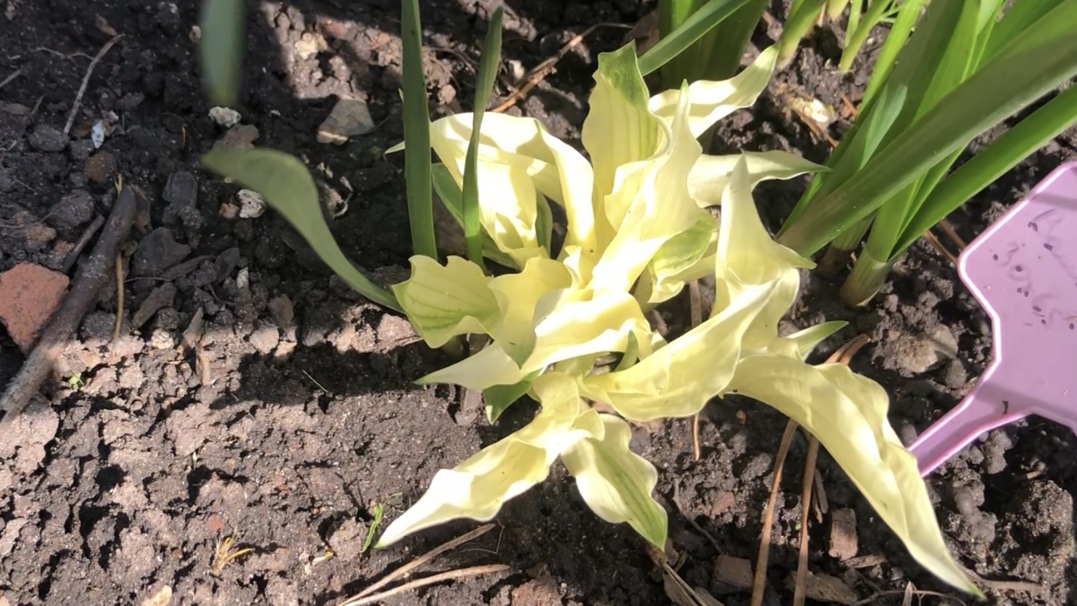 Хоста Вайт Фезер в моем саду, начало июня 2025