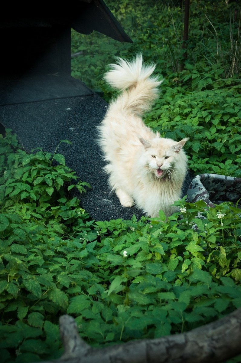 Прогулка в специально оборудованом выгульнике