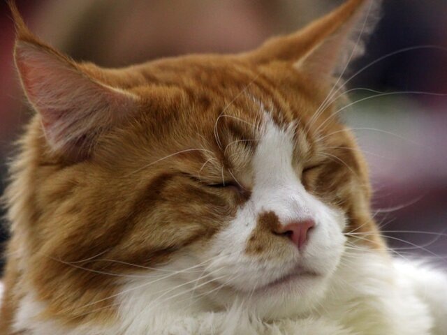    Фото: портал мэра и правительства Москвы