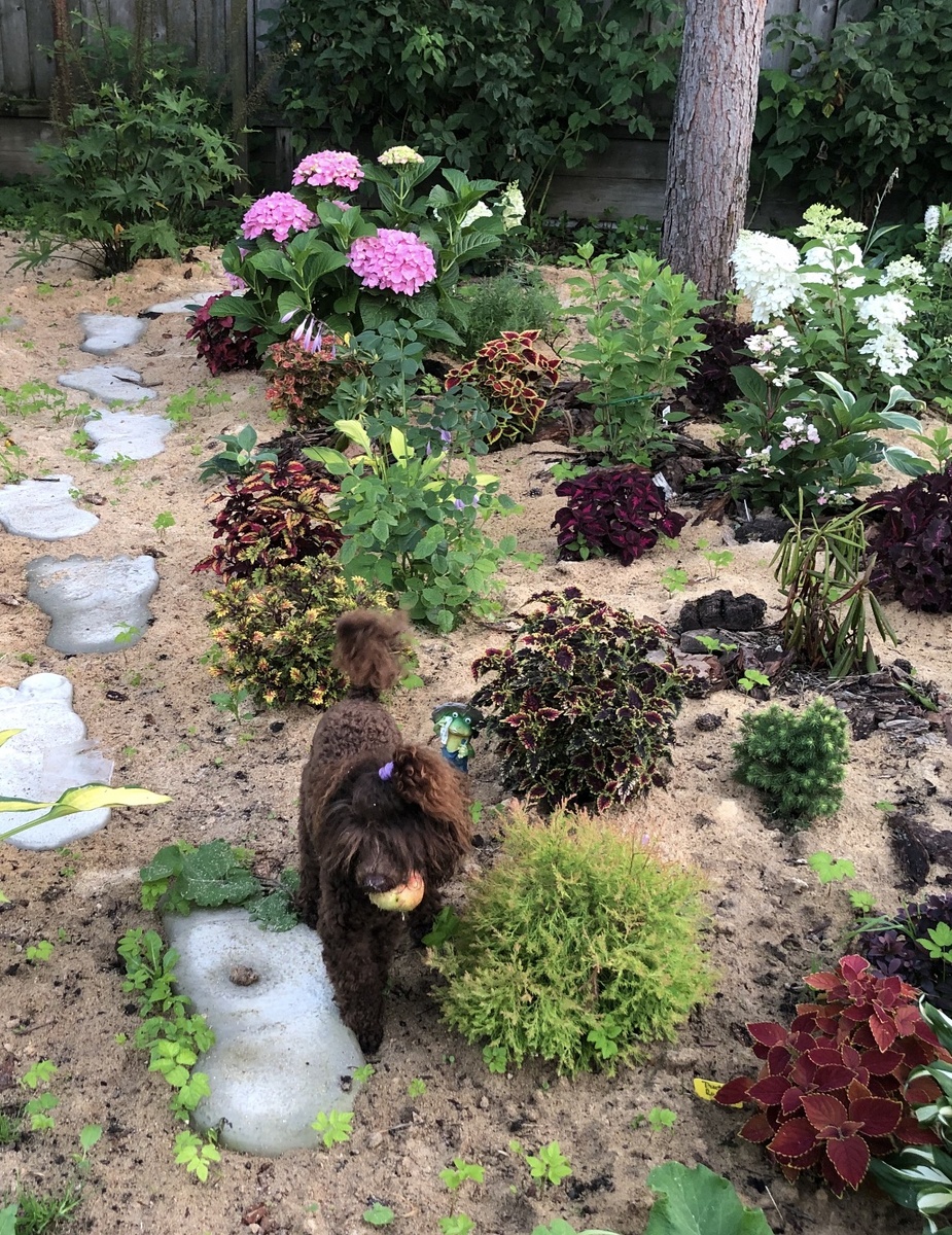 Разные сорта вегетативных колеусов в новой клумбе с гортензиями, август 2025