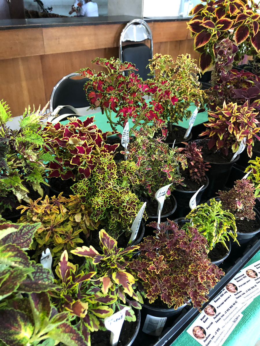 Мои колеусы на выставке-продаже, сентябрь 2022