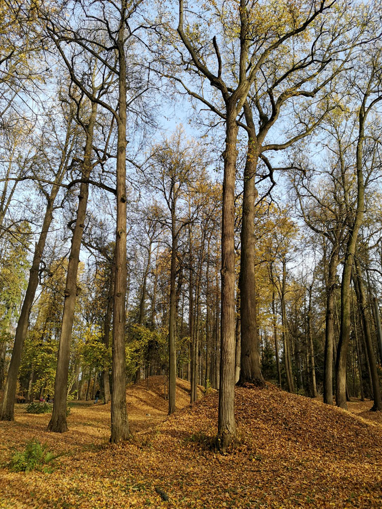 Парк Курганы вятичей Горки Ленинские