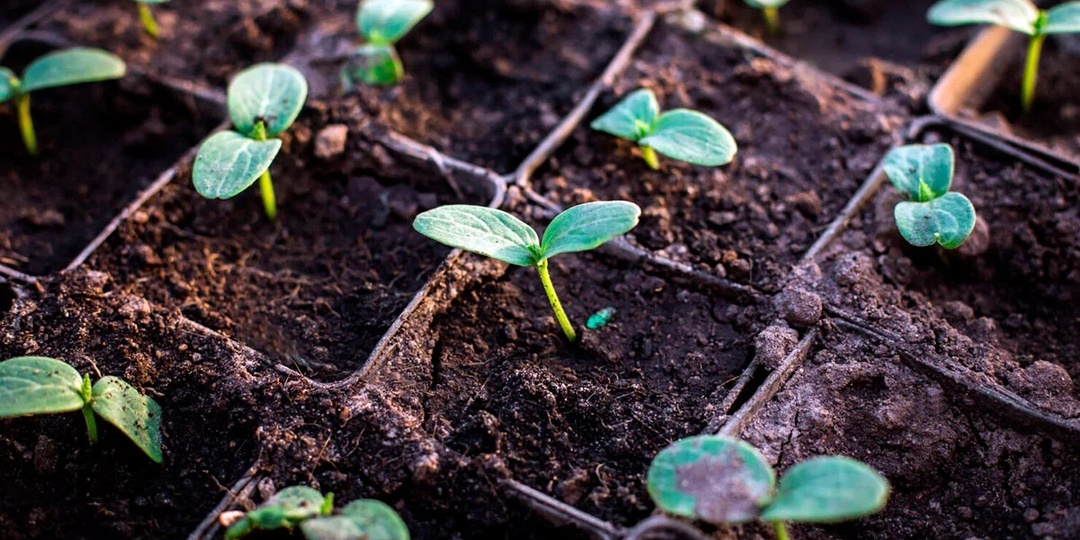 Выращивание рассады огурцов
