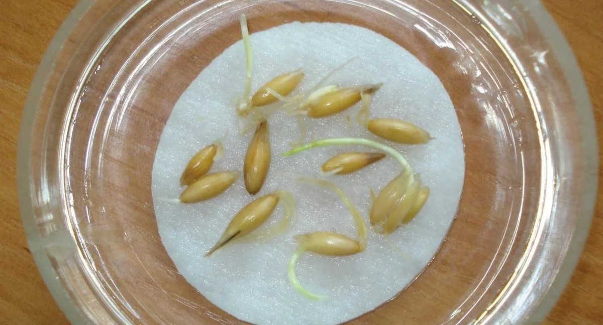 Проращивание семян огурцов