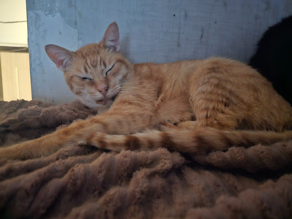 Фото автора. Феня сегодня не встает кушать. Появились слюни.