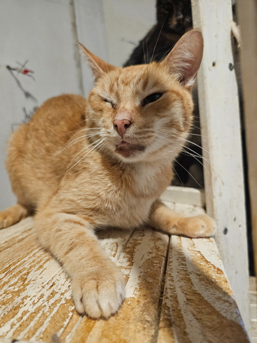 Фото автора. Феня