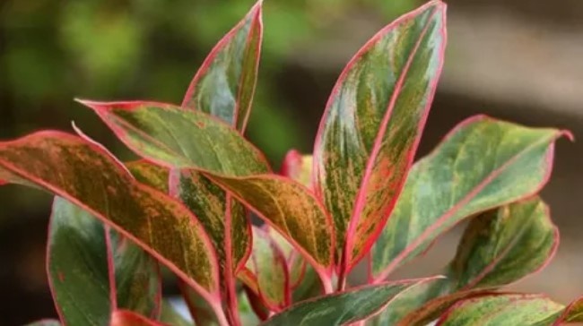 Аглаонема Сиам Аврора: Благородное сияние в Вашем доме