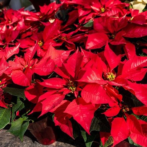    Пуансеттия в домашних условиях Кристина Борунова