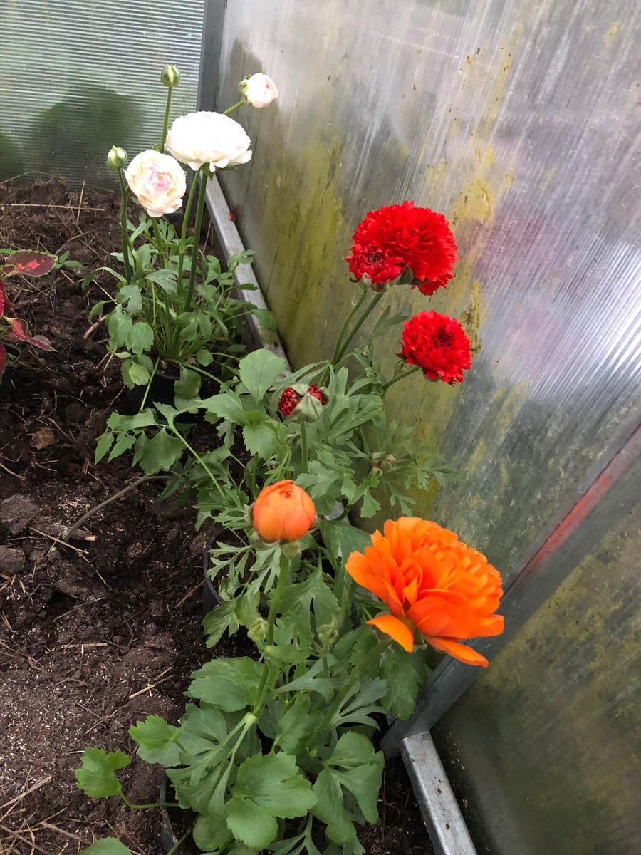 Лютик, купленный в оранжерее, 2020 год