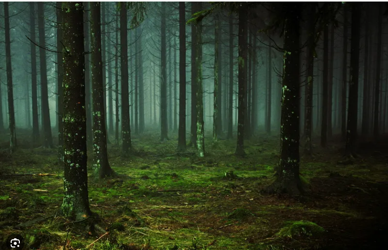 Проклятие древнего леса. Глава 1