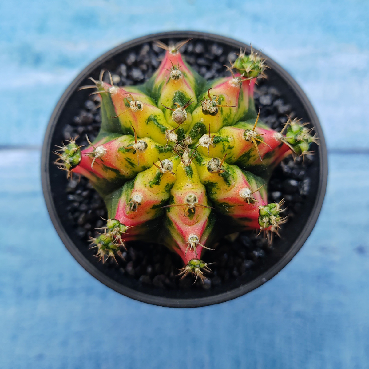 Фото из интернета