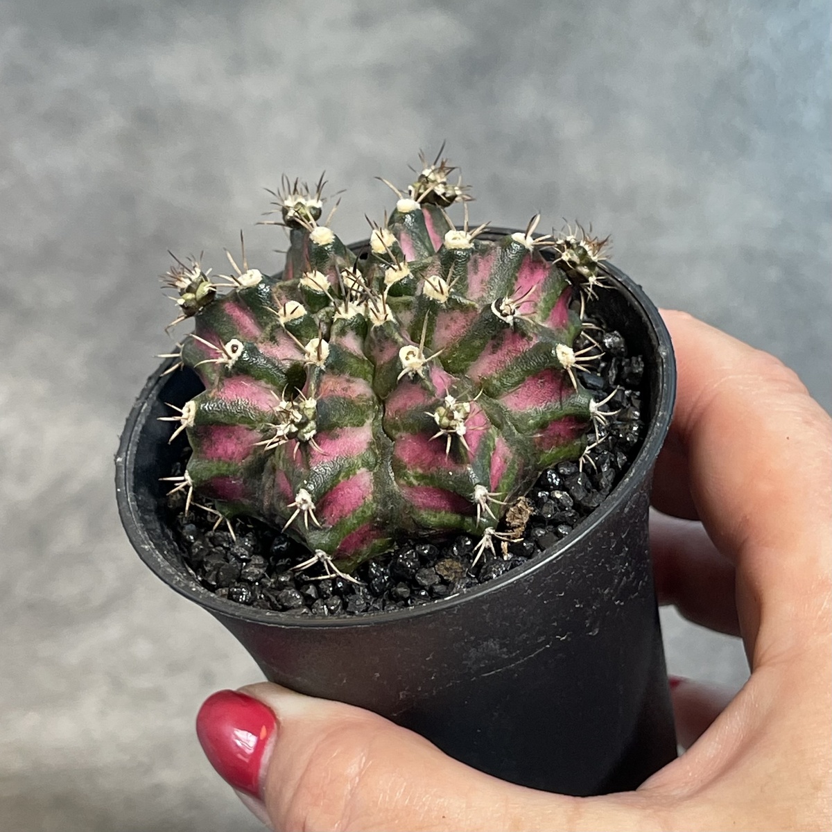 Фото из интернета