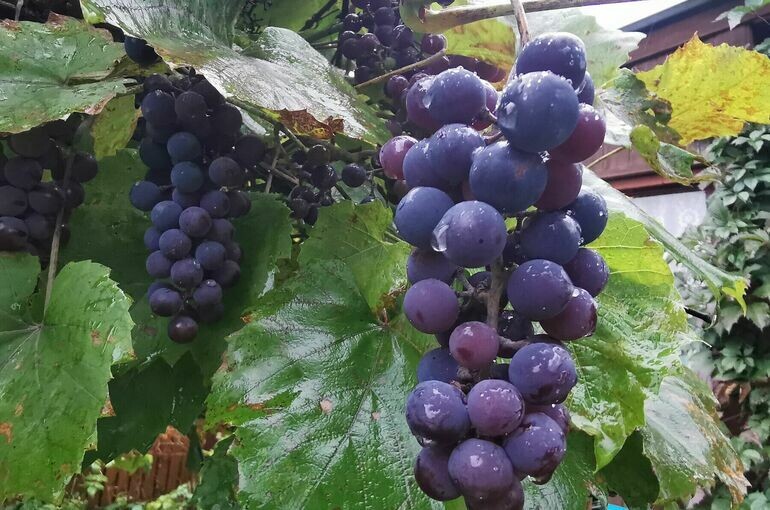   Игорь Самохвалов/«Парламентская газета»