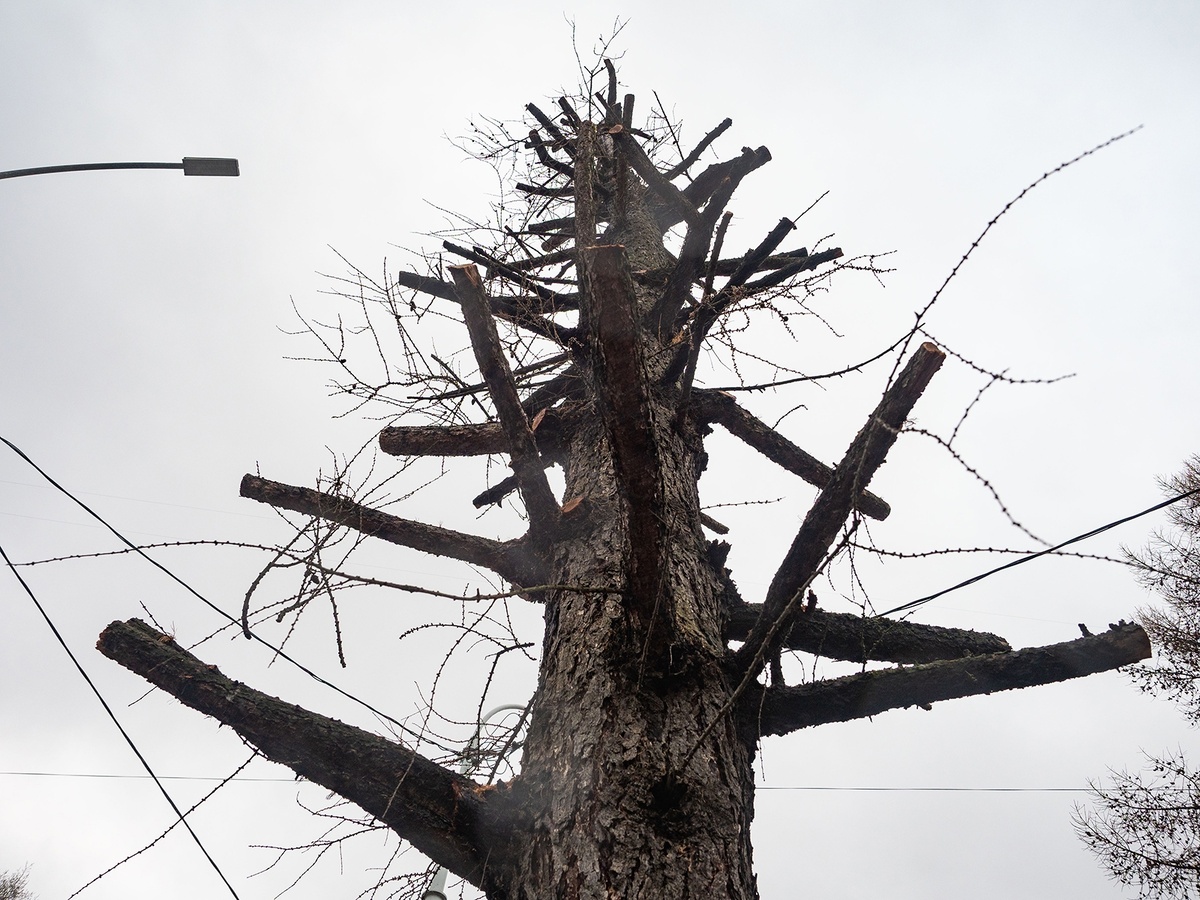    Лиственницы на Ленинградской в Петрозаводске превратили в уродливые обрубки© Игорь Подгорный