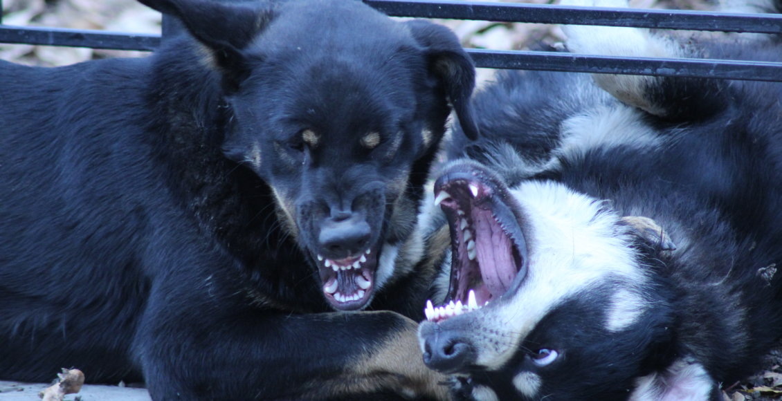    Фото: НИА "Экология"