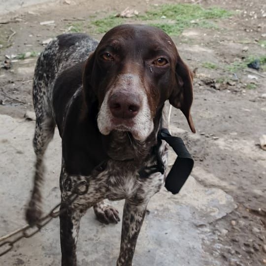 Курцхаара Дину хотят выбросить во второй раз