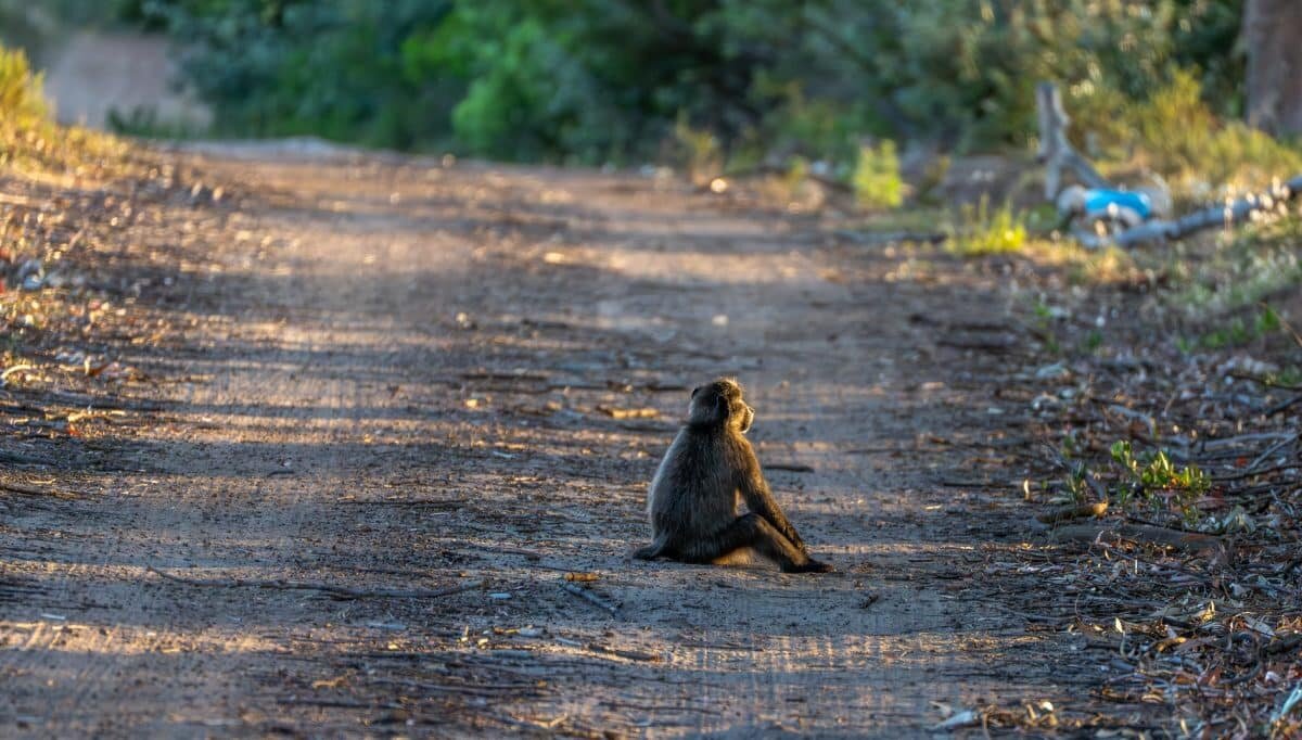    Павиан Papio ursinus в ЮАР / © toutterrain