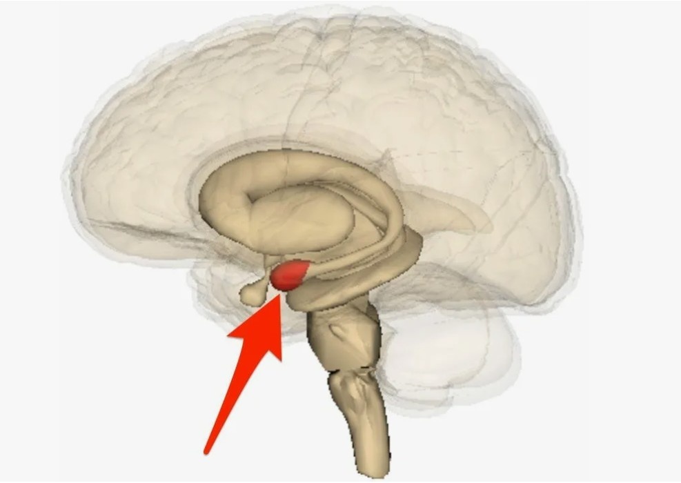 миндалевидное тело (амигдала) – центр страха и эмоциональных реакций.