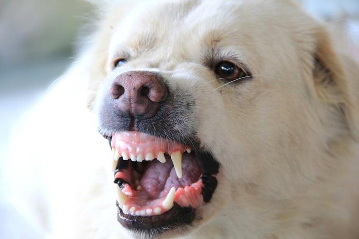 Обложка © Shutterstock / FOTODOM / Nongartist