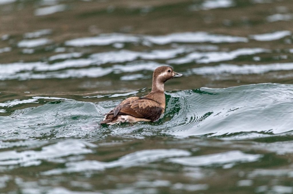    Фото :»Саяно-Шушенский заповедник» и НП «Шушенский бор» Остап Мусаев