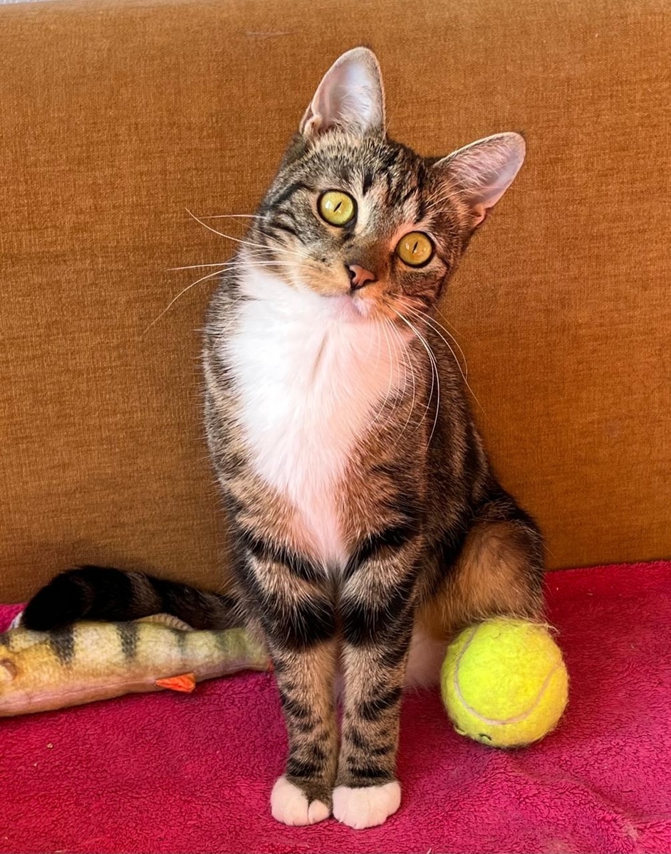 Я Клифф! и мне нужен свой дом 🏡