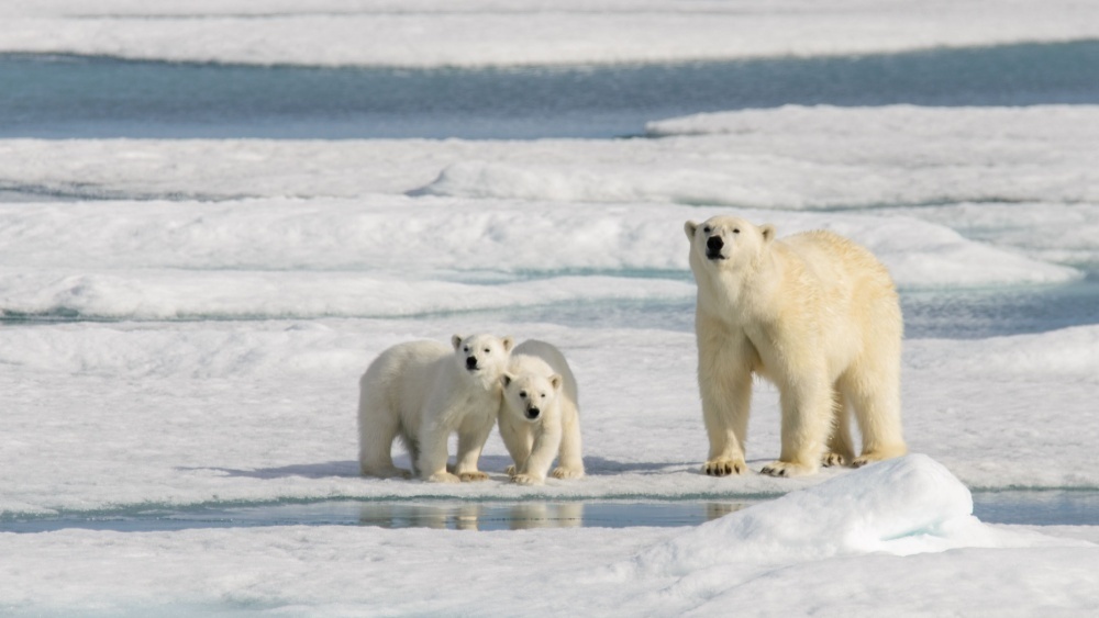     Фото: Alexey Seafarer/Shutterstock/FOTODOM