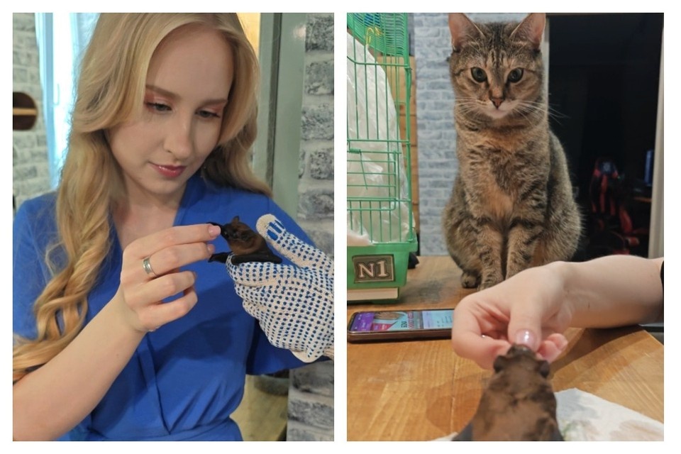    Ростовчанка спасла летучую мышь, которая сильно повредила крыло. из архива героя публикации