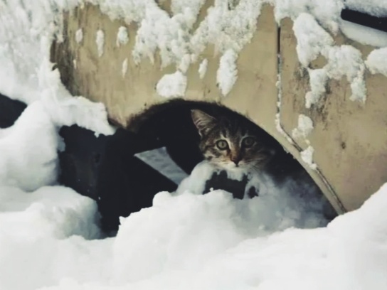 Мерзнут ли кошки зимой на улице. Как они выживают в холода
