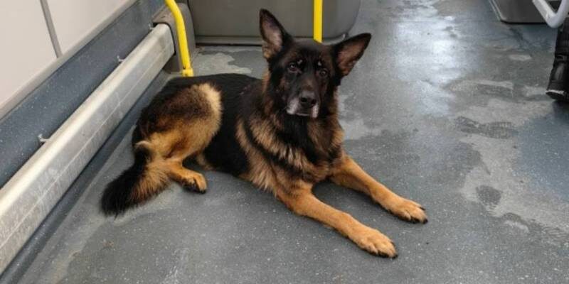 ​Собака сутками катается на автобусах в поисках хозяина в Нижневартовске