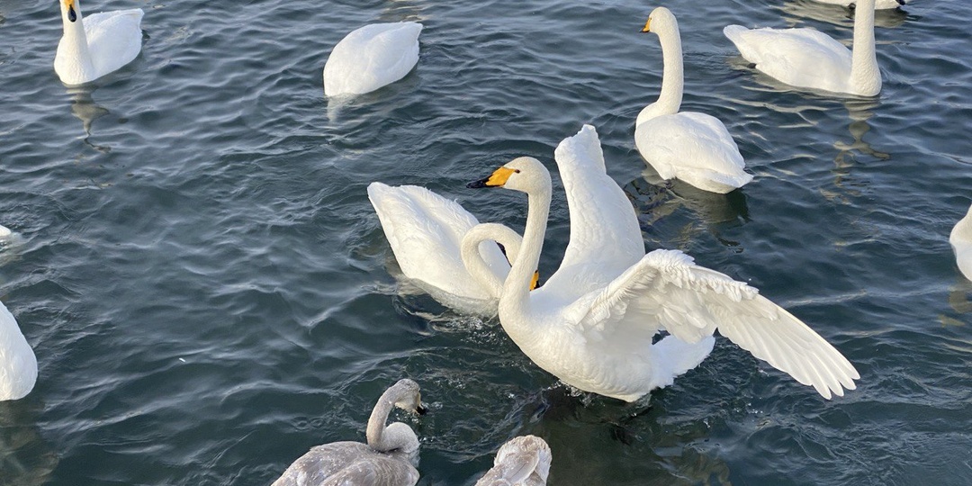 Поездка на Лебединое озеро. Алтай зимой. Дорога. Цены.