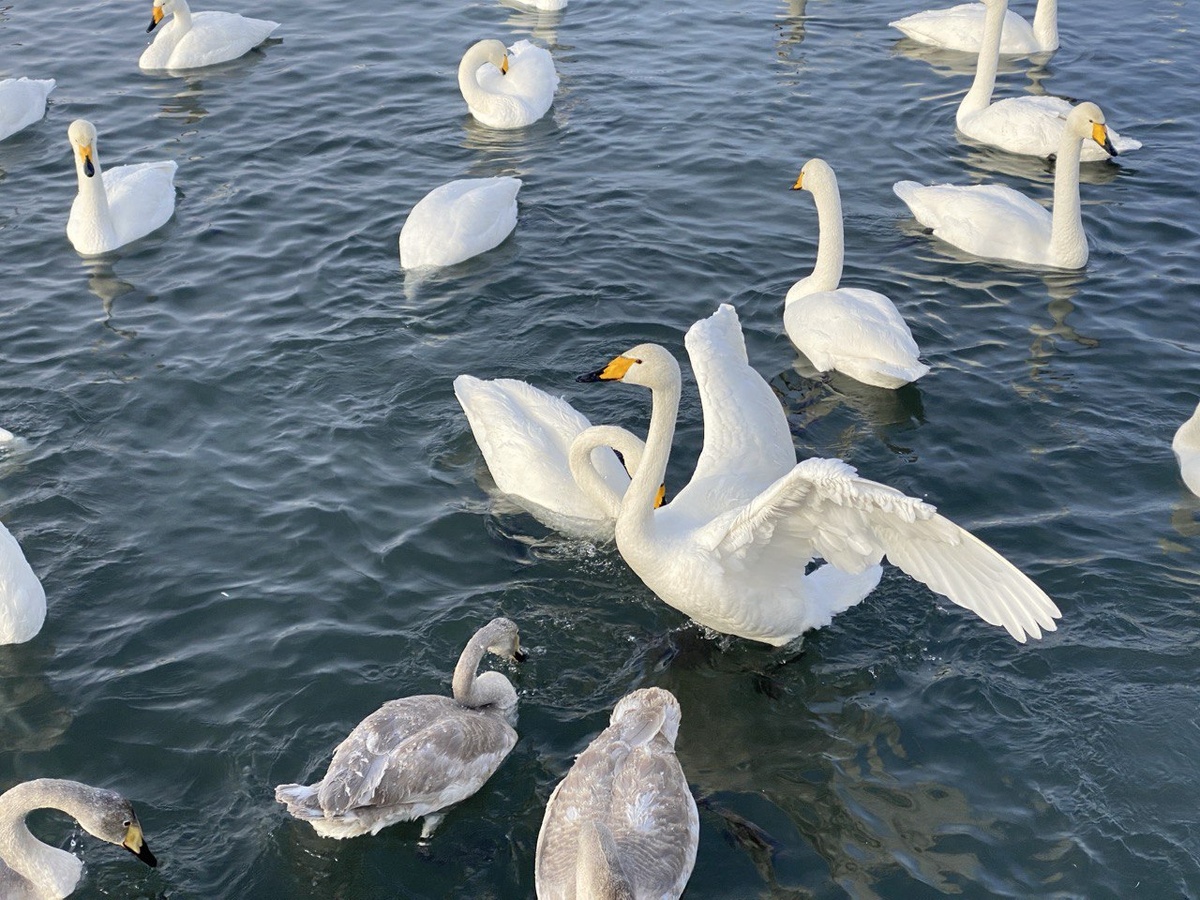«Лебединый» — государственный природный комплексный заказник в Советском районе Алтайского края. Создан в 1973 году для сохранения места зимовки лебедей-кликунов.