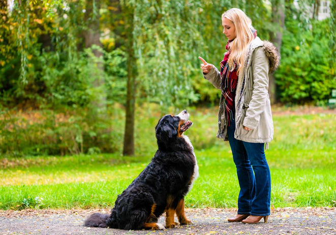The dog obeyed its owner (Собака послушалась хозяина)