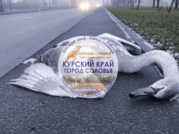 Фото: «Курский Край - город Соловья»