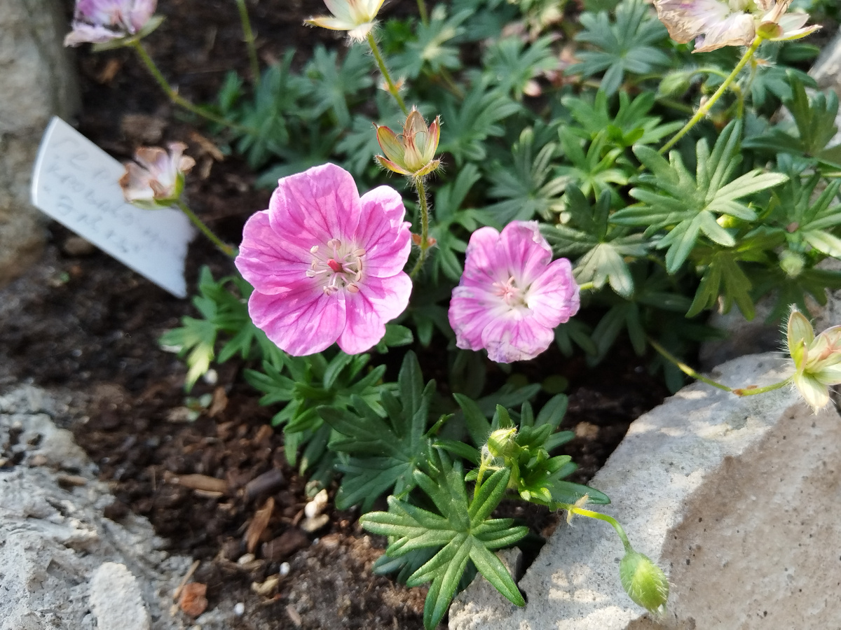 Герань кроваво-красная Elke, начало июня