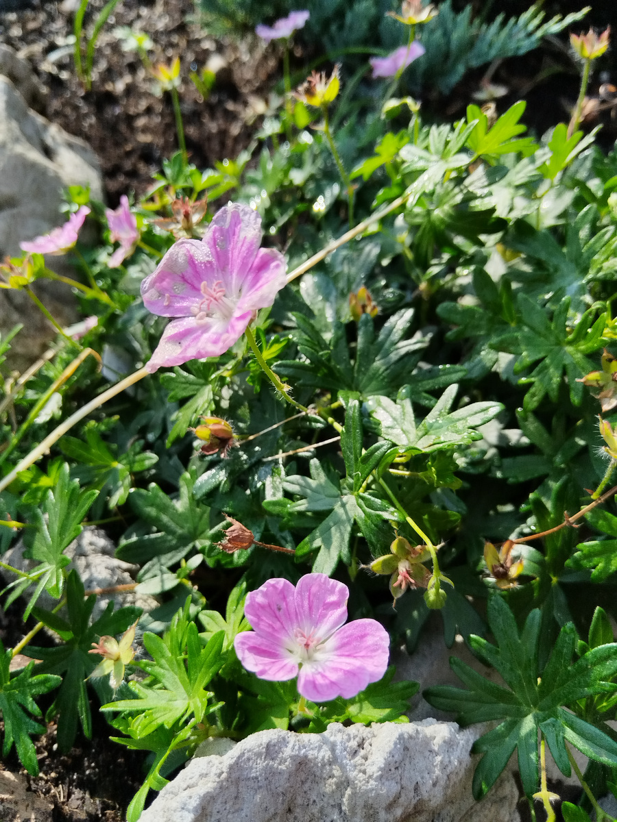 Герань кроваво-красная Elke, конец июля