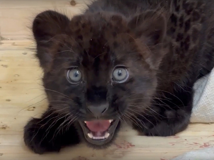     От шипения к ласке: как черная пантера осваивается в зоопарке Белгорода, фото: скриншот видео со страницы vk.com/belzoo31