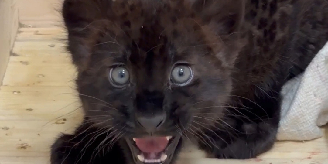 От шипения к ласке: как черная пантера осваивается в зоопарке Белгорода