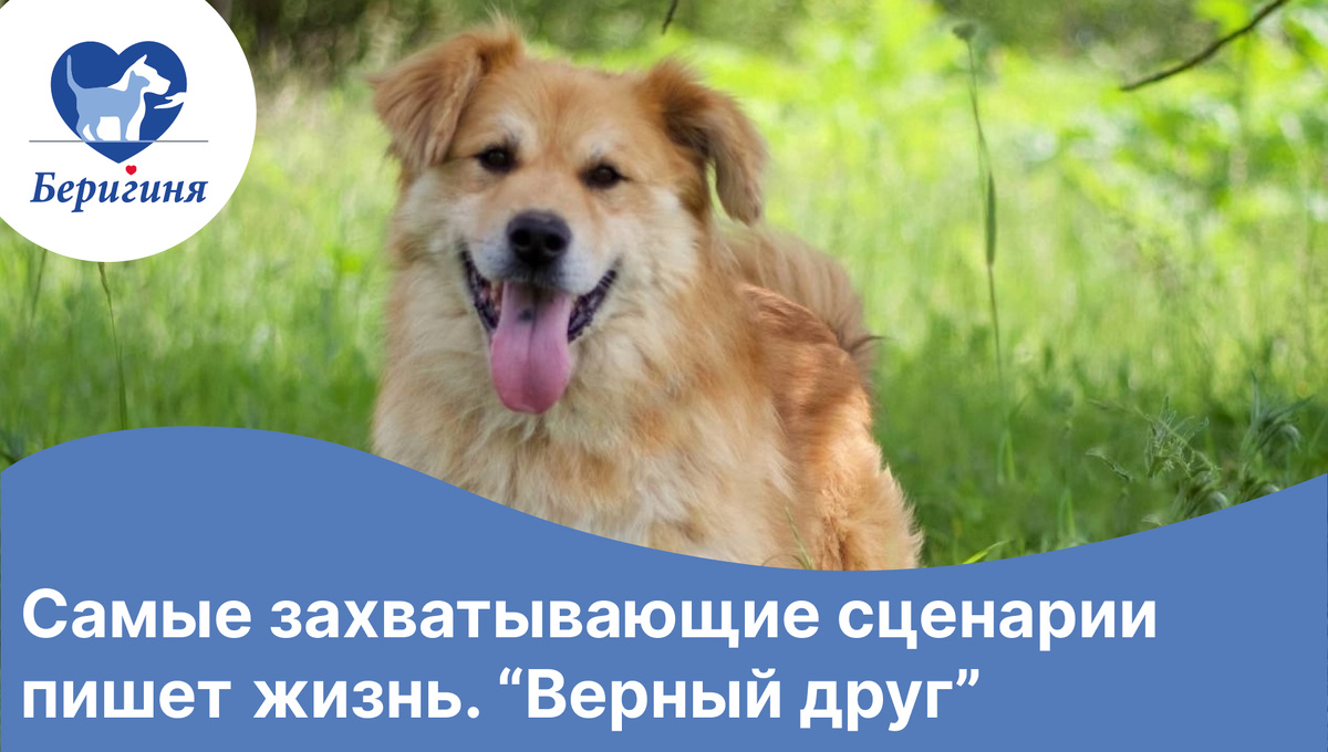 #берегиня_Брат