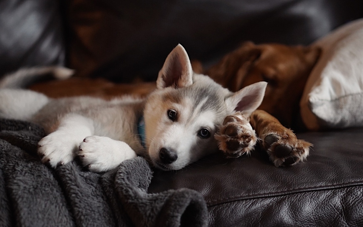    В России предложили ввести обязательную регистрацию для домашних кошек и собак