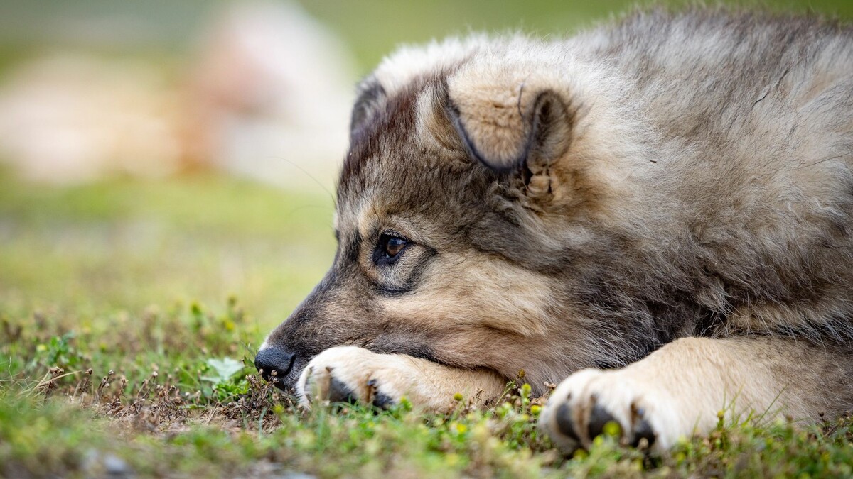    Фото: Федор Воронов / «Ямал-Медиа»