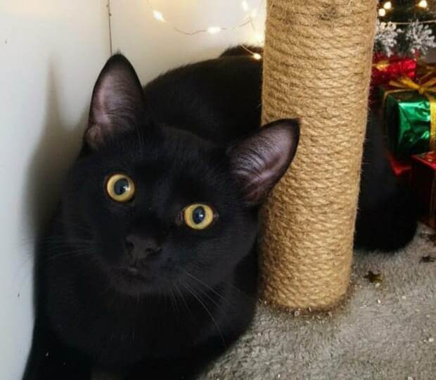 ‼️ Срочно ищем самую лучшую семью для шикарного и ласкового черныша Шерика!