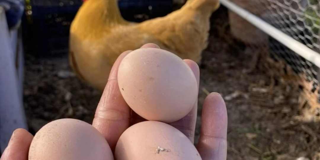 Вспомнил про старый народный способ с овсянкой. Теперь каждая несушка даёт по яйцу ежедневно, даже без комбикорма и премикса.