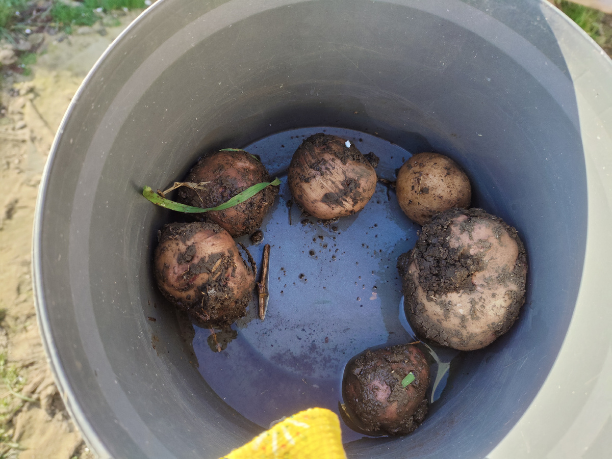 Три былинки выросло, шесть картофелин собрала )))