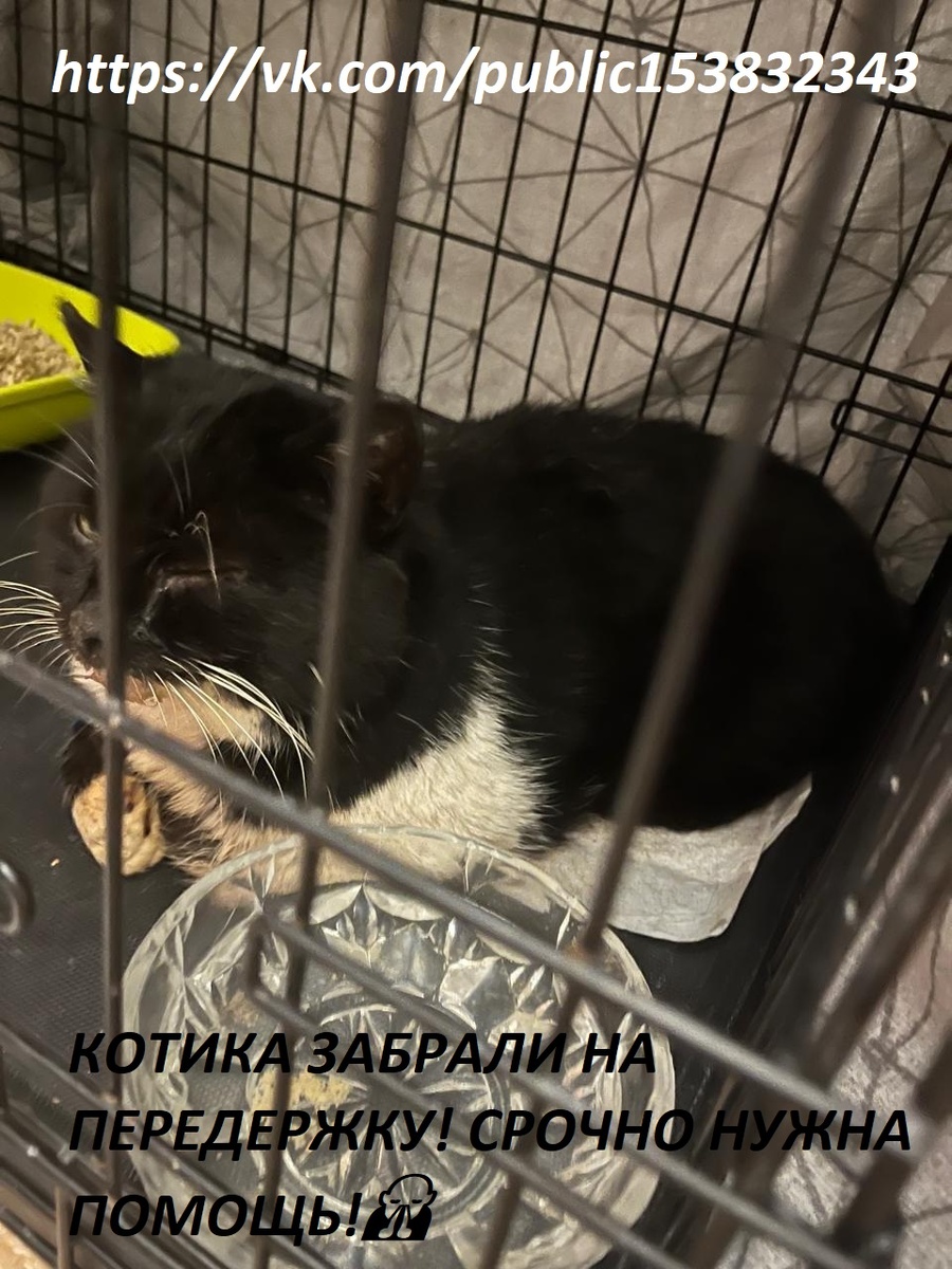 Котика срочно пришлось забрать на передержку на лечение 🙏