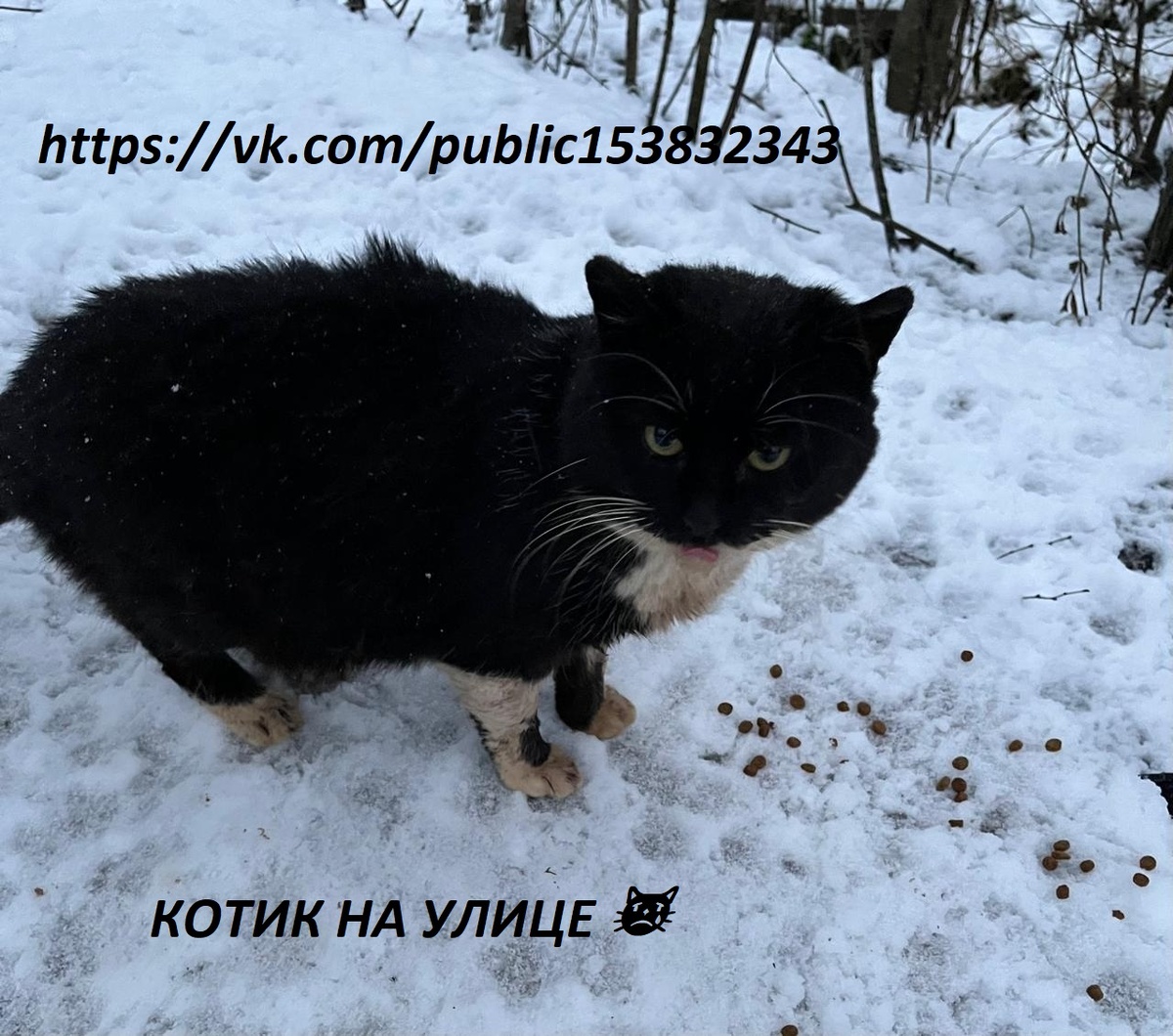 Котик на улице, стал чаще хромать, пропадать, потом чихать и потекли глаза 😿