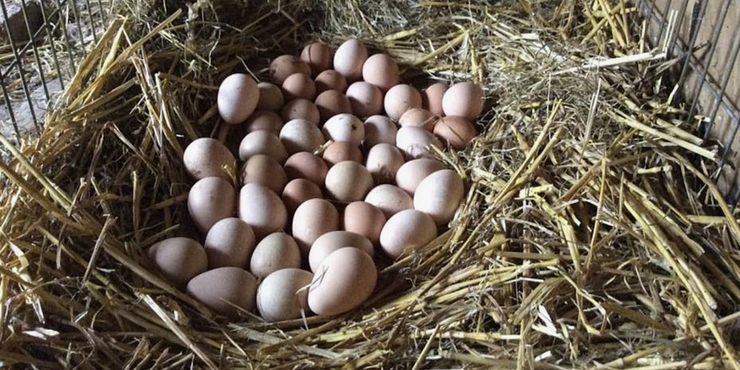 Когда яйценоскость упала до нуля, дал курам кашу с 1 природной добавкой. Через три дня птица начала нестись так, будто сейчас весна