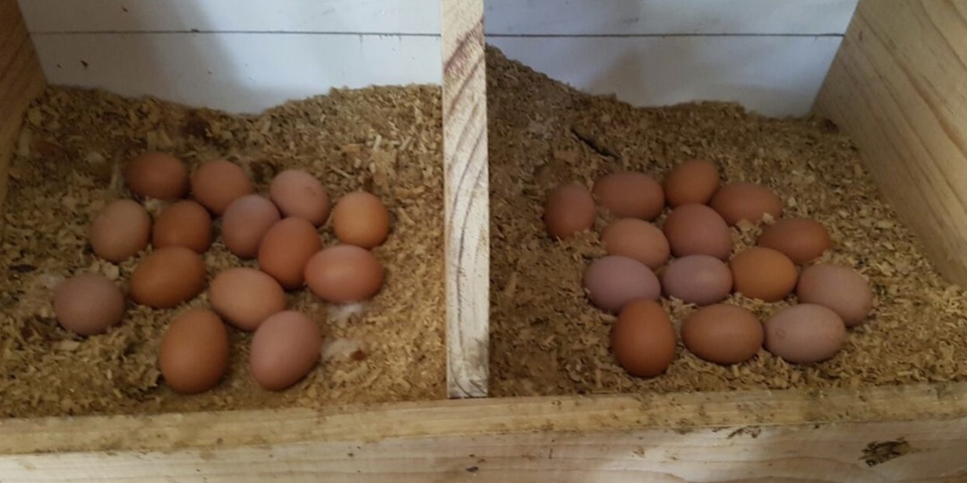 Один раз дал курам отвар из овса и чеснока. Уже на следующий день они начали нестись как никогда ранее